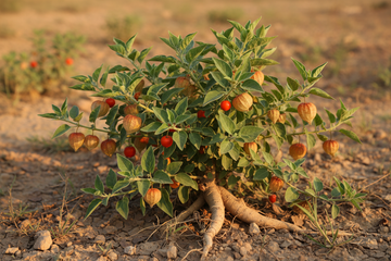 Ashwagandha Cortisol Sleep: How High Cortisol Ruins Sleep and How to Fix It