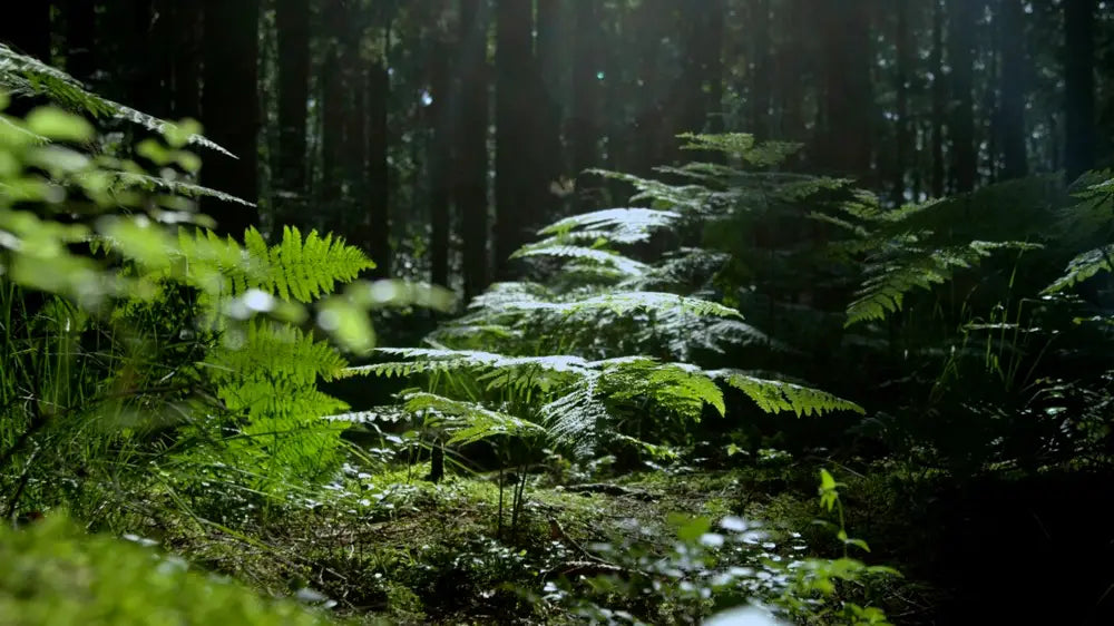 The Natural Sleep Aid Supplement